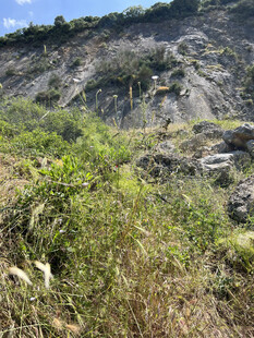 山坡绿植与岩石景观