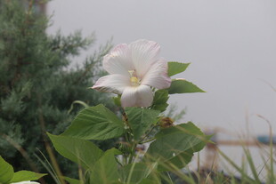 芙蓉葵 