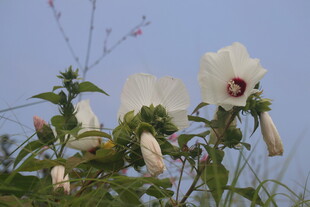 芙蓉葵