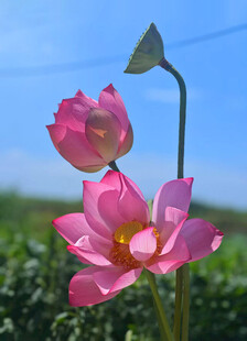 荷花莲蓬