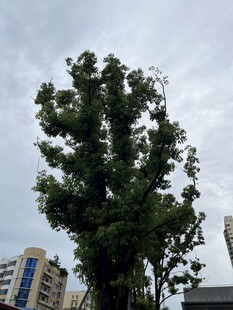 葱郁绿树