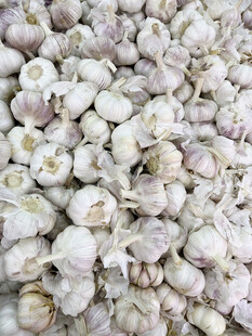 大蒜