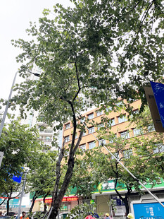 城市街边绿树
