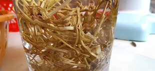 透明容器里泡开的莓茶