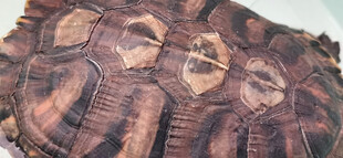 古老龟壳纹理特写