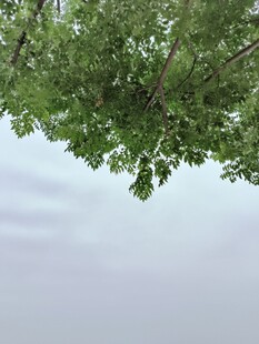 仰视绿树蓝天清新景象