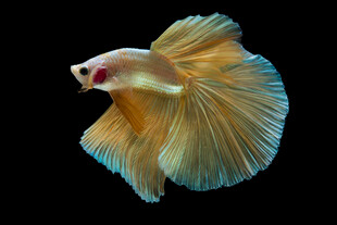 美丽斗鱼展示绚丽鱼鳍