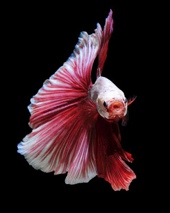 优雅绽放的暹罗斗鱼