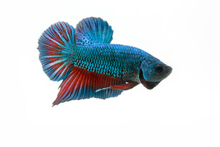 色彩绚丽的斗鱼