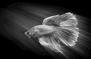 优雅飘逸的斗鱼特写