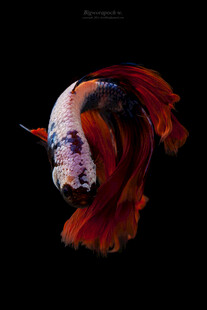 绚丽多姿的暹罗斗鱼