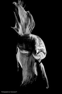 优雅飘逸的斗鱼特写