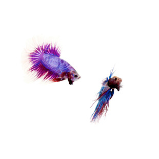 双色彩斑斓斗鱼