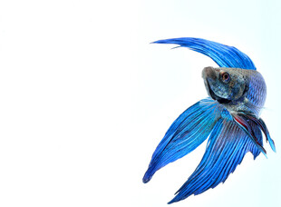 蓝色飘逸的美丽斗鱼