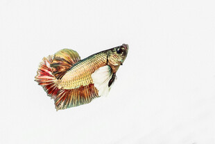 色彩斑斓的美丽斗鱼