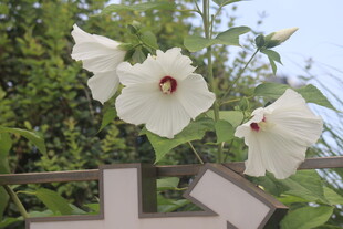 芙蓉葵