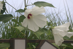 芙蓉葵