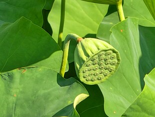鲜嫩莲蓬