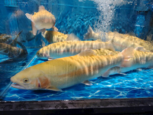 观赏鱼群游展示