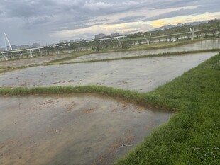 雨后水田风光