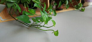 嫩绿藤蔓植物特写