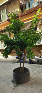 庭院中盆栽大树生机盎然