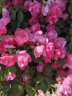 粉色月季花