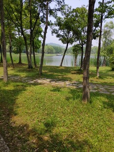 湖畔树林