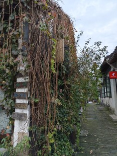 藤蔓缠绕