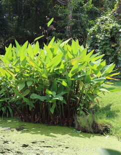 水边翠绿植物景观