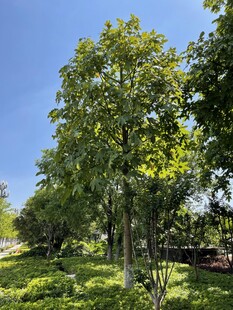 夏日葱郁绿树景观