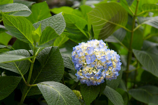 蓝绣球花绽放绿叶间