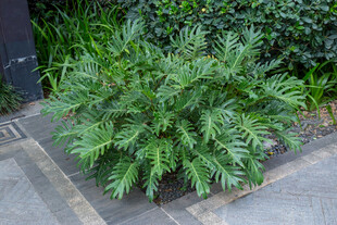 路边翠绿植物景观