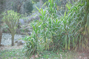 野外葱郁绿植景观