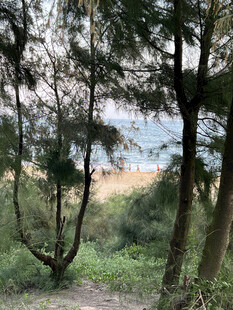 林间小道通向海边美景