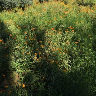 野外绚烂的花草景观