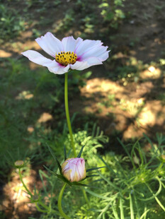 白色格桑花与花苞特写