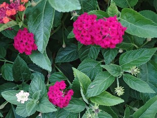 艳丽花丛中的多彩花卉