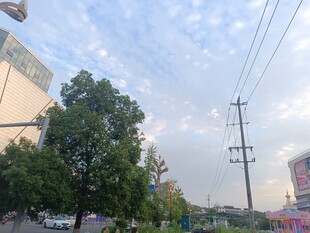 城市街道旁的绿树与电线