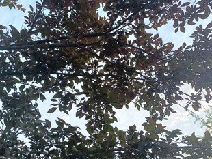 透过枝叶看天空