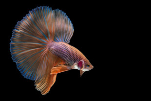 色彩绚丽的暹罗斗鱼