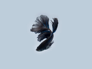 飘逸的黑色斗鱼