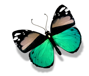 翠绿黑纹蝴蝶特写