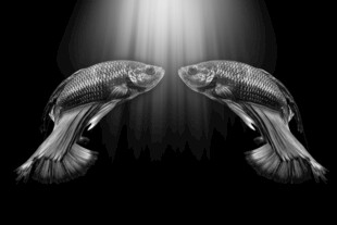 双金鱼在光影中相对