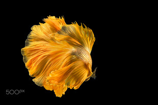 金黄飘逸的斗鱼