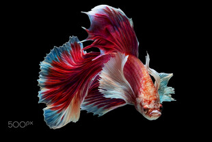 绚丽多彩的暹罗斗鱼