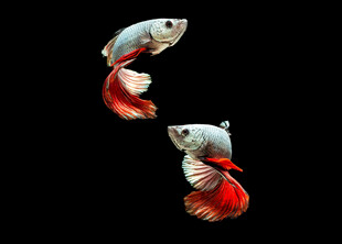 双尾斗鱼于黑色背景中游弋