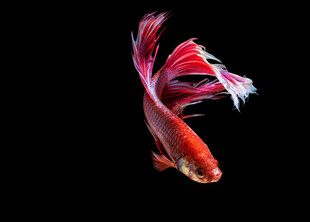 红尾斗鱼水中优雅游弋