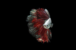 红白色斗鱼特写