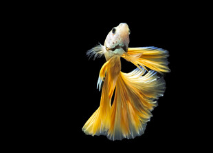 优雅金鱼水中展绚丽尾鳍